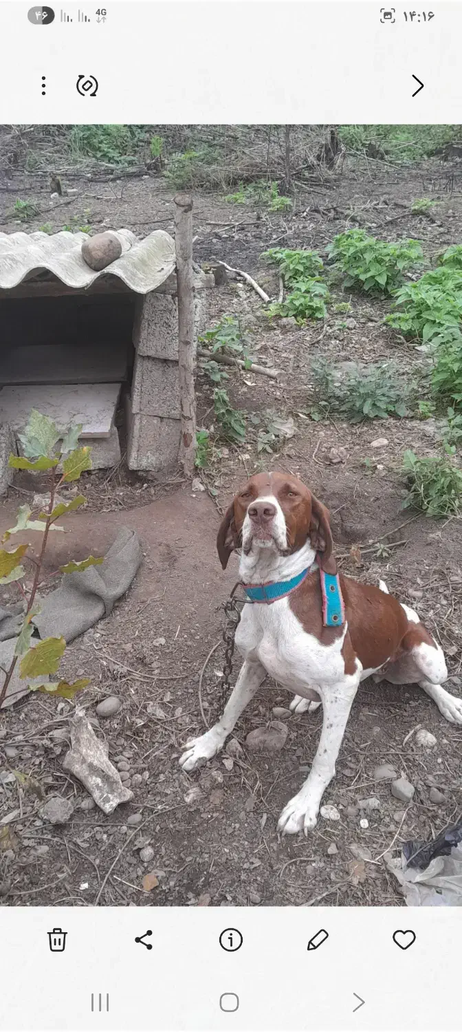 سگ شکاری پویینتر|سگ|رودسر, |دیوار