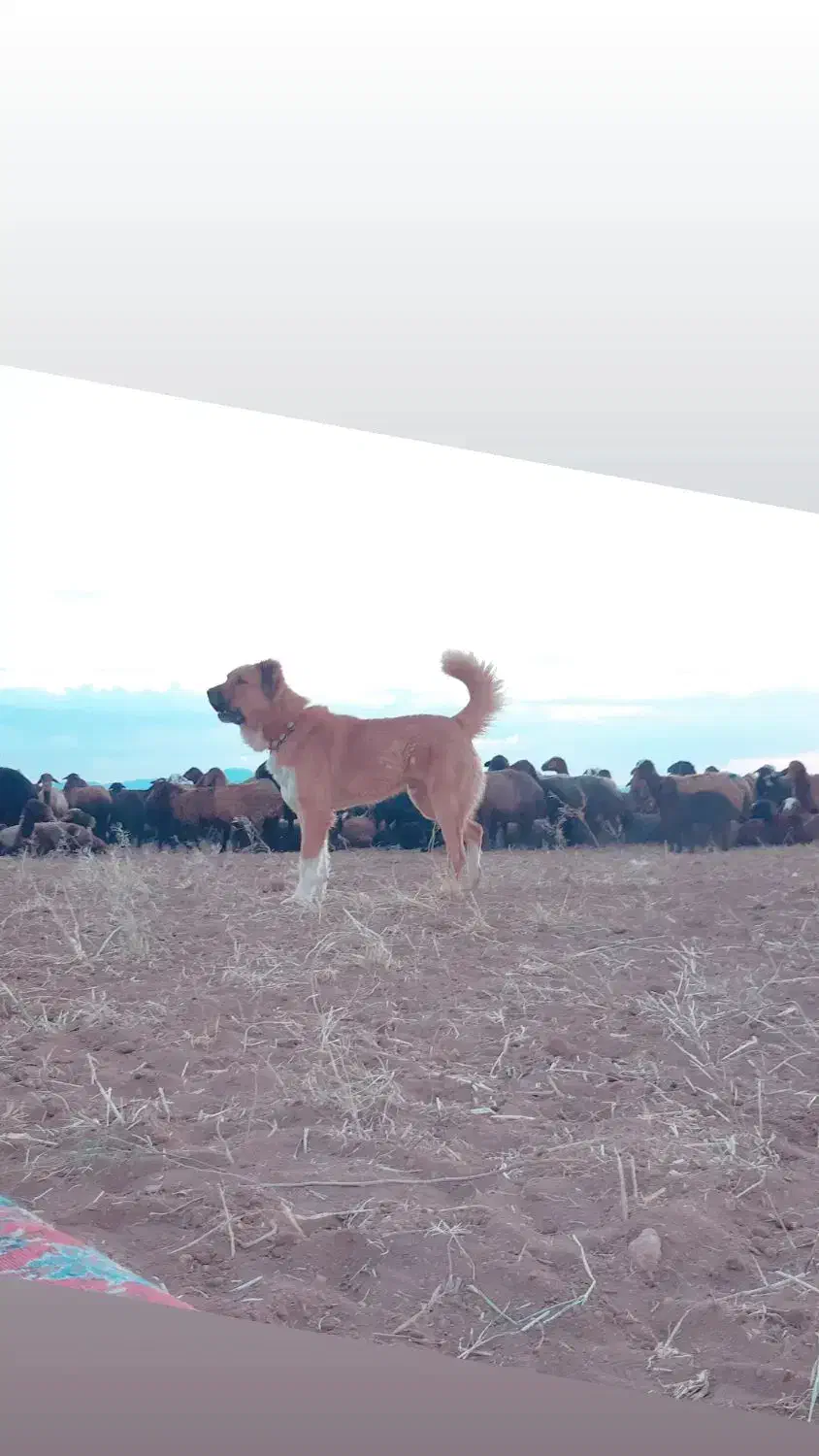 سگ خوب،|سگ|قم, شهر قائم|دیوار