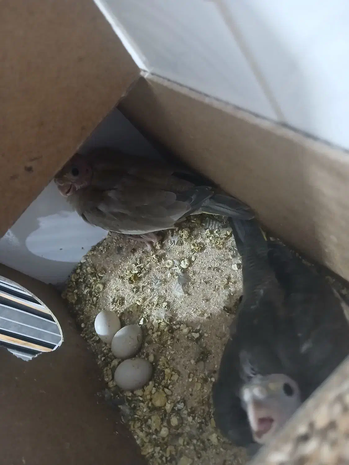 یک جفت عروس هلندی با دو جوجه و قفس بزرگ و نو|پرنده|تربت جام, جامی|دیوار