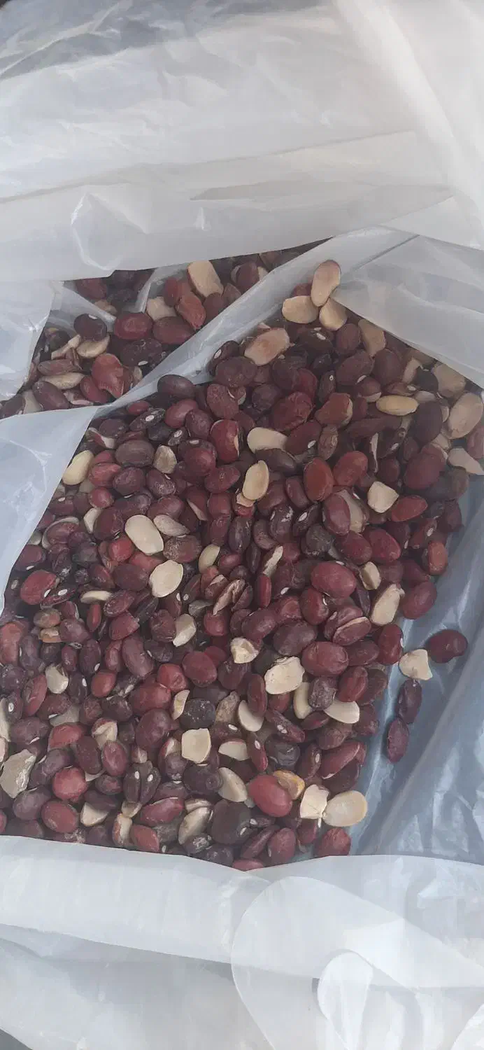 لوبیا قرمز|خوردنی و آشامیدنی|مرودشت, فاز دوم شهرک فرهنگیان|دیوار