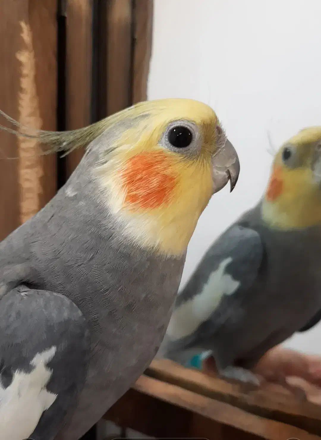 عروس هلندی|پرنده|رشت, کوی مهر|دیوار