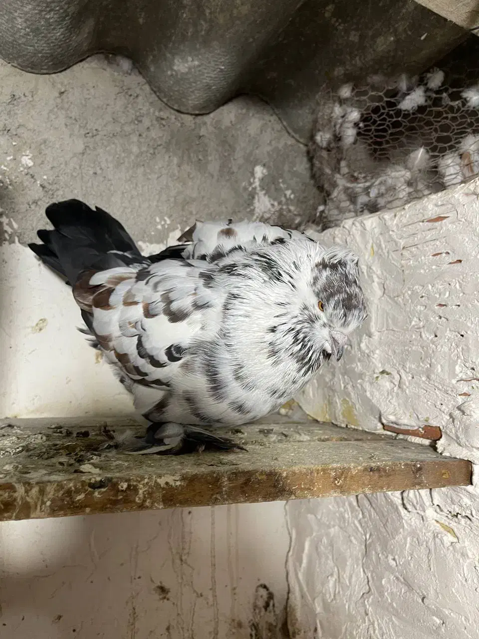 کبوتر نر سوسک پشت پروک|پرنده|آق قلا, |دیوار