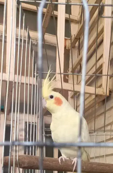 یک جفت عروس هلندی لوتینو چشم شرابی هیکل درشت|پرنده|اهواز, فاز ۲ پادادشهر|دیوار