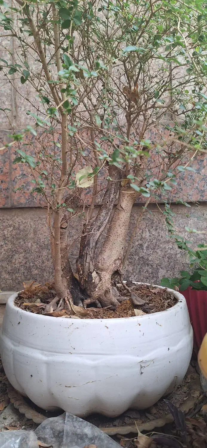 بنسای شمشاد ترون|گل و گیاه طبیعی|تهران, تهرانسر مرکزی|دیوار