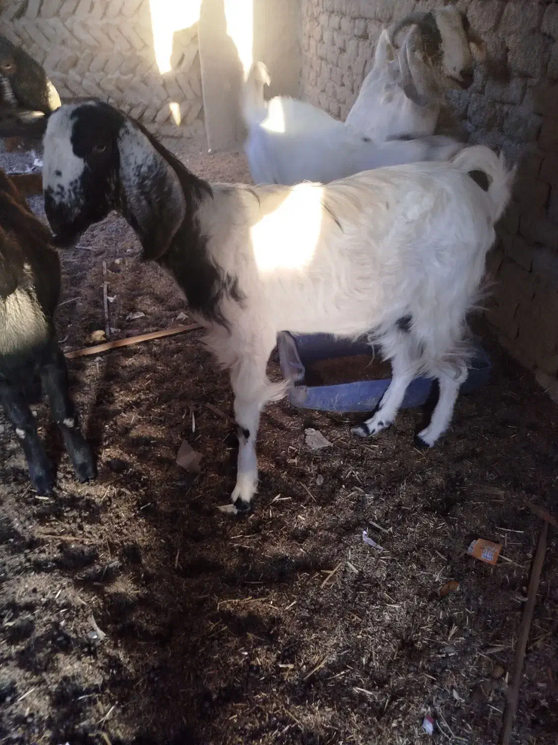 گتاچ آبستن|حیوانات مزرعه|سراوان, |دیوار