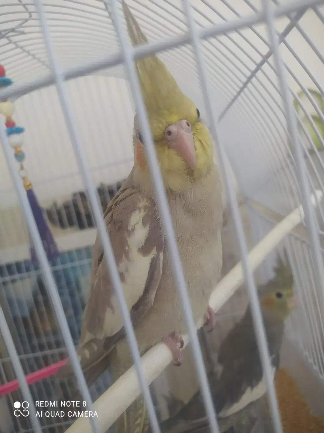 سه جوجه عروس|پرنده|مشهد, بلال|دیوار