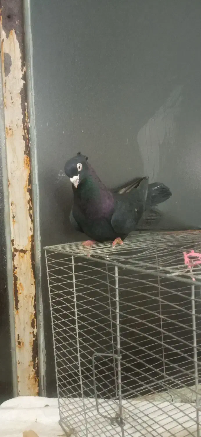 سیاه نر چشم نوک سفید|پرنده|فیروزآباد (آذربایجان), |دیوار