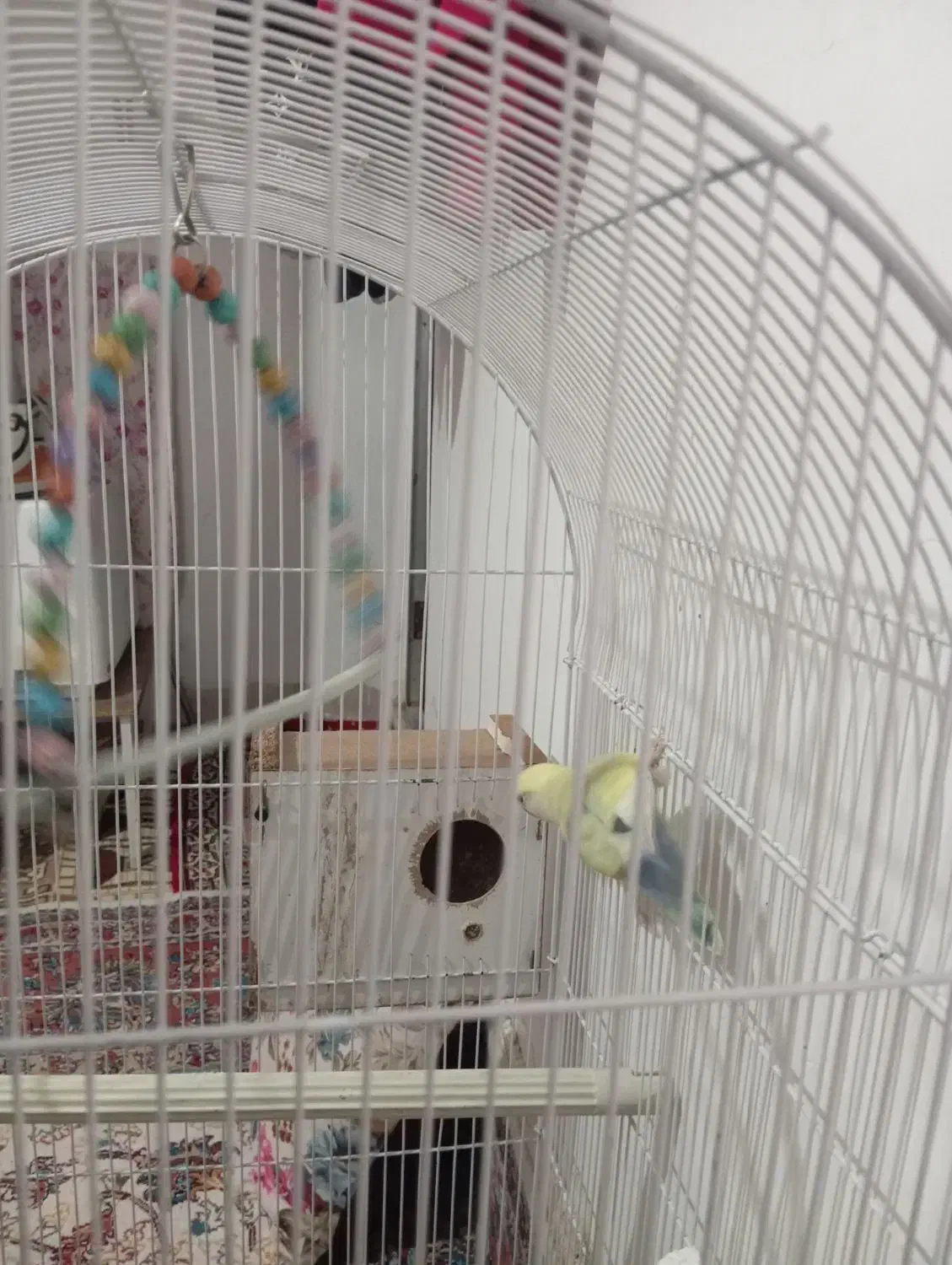 کوتوله ۴رنگ|پرنده|مشهد, اروند|دیوار