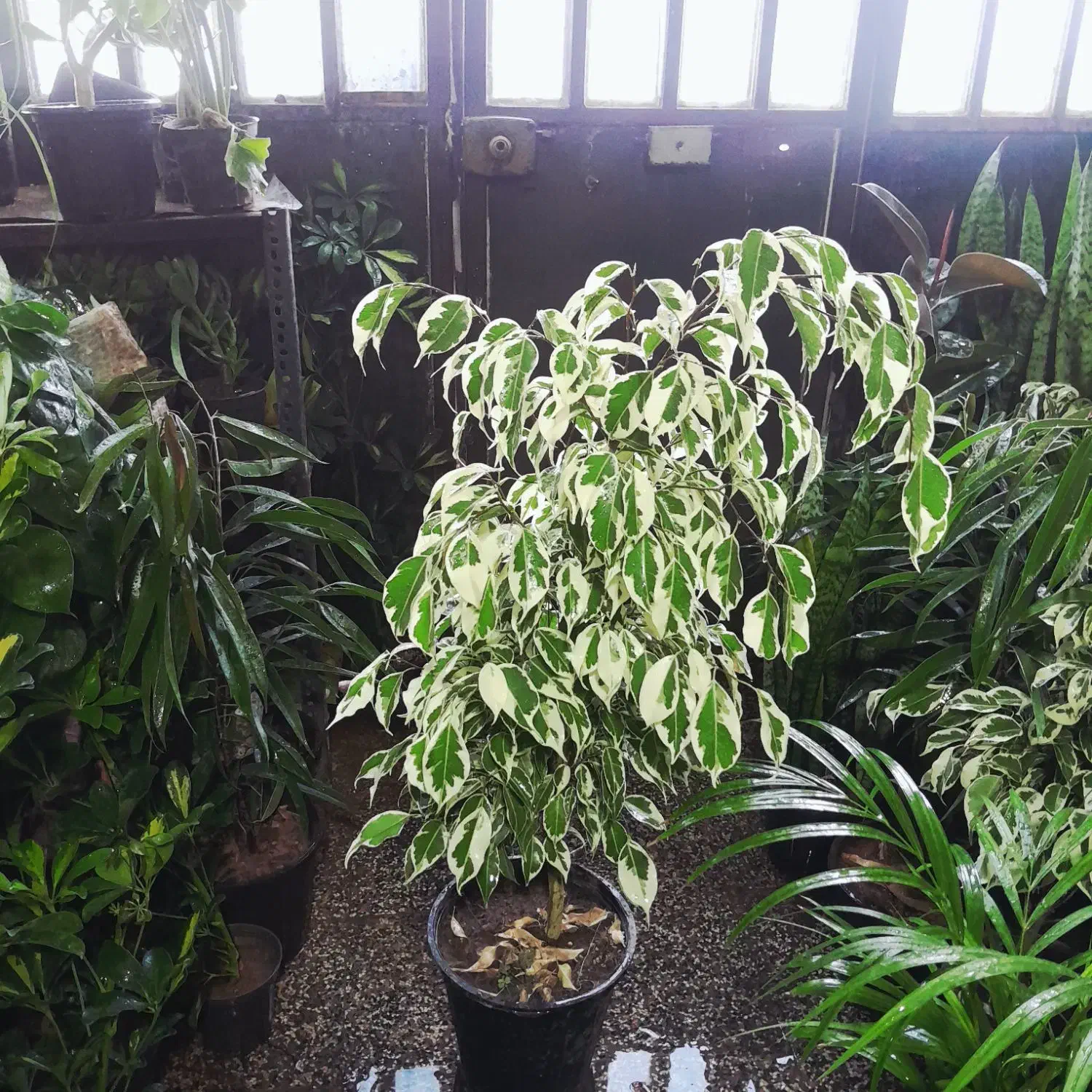 گل های آپارتمانی|گل و گیاه طبیعی|شیراز, شیخ روزبهان|دیوار