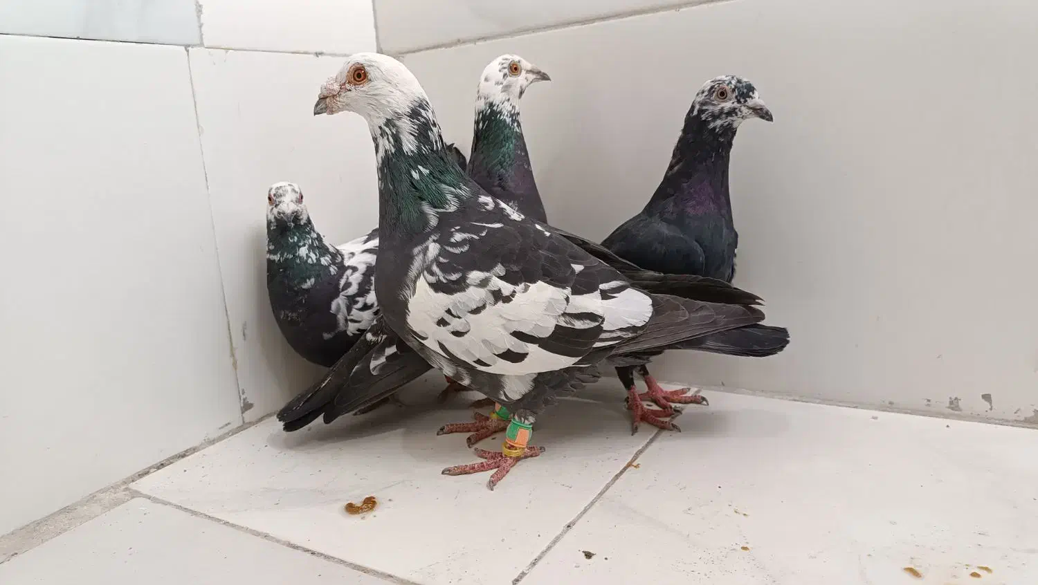 سوسکی|پرنده|سده (خراسان جنوبی), |دیوار