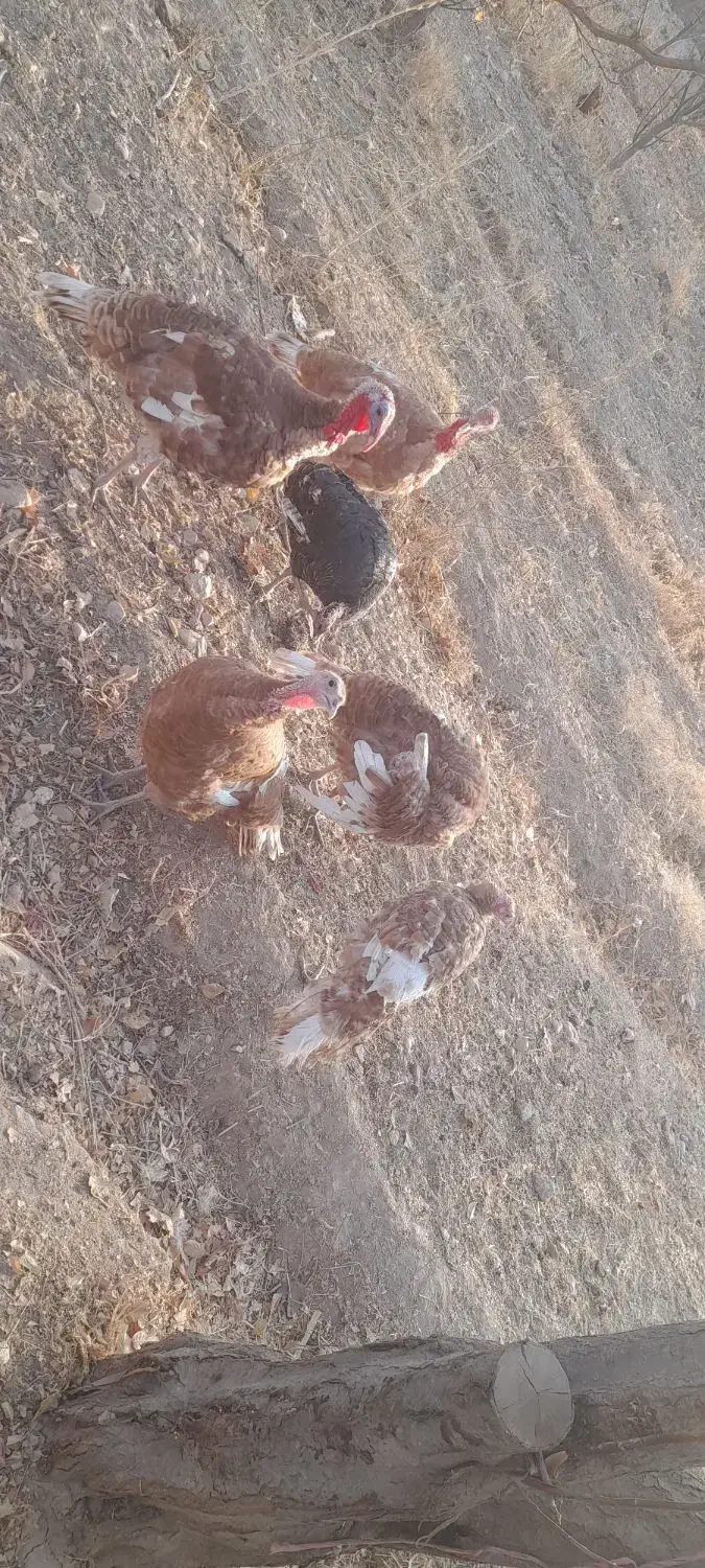 بوغلمون|حیوانات مزرعه|بجنورد, |دیوار