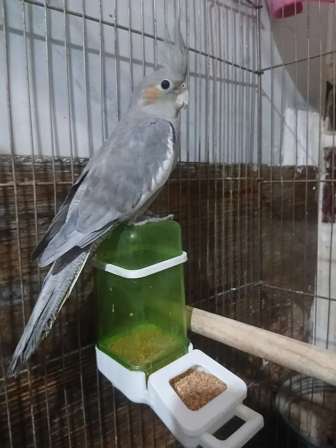 یک جفت عروس هلندی جوان|پرنده|اقبالیه, |دیوار