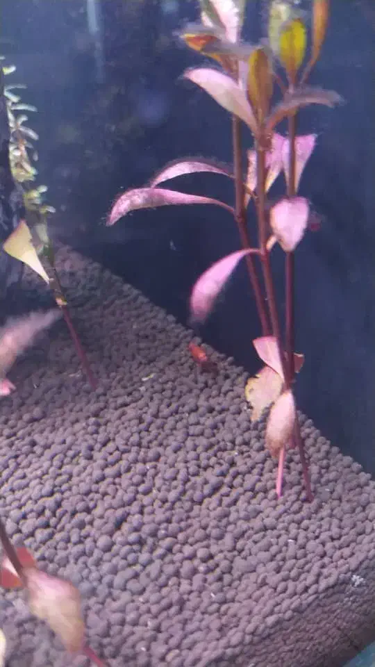 حراج سالن تکثیر ماهی|ماهی|تبریز, |دیوار