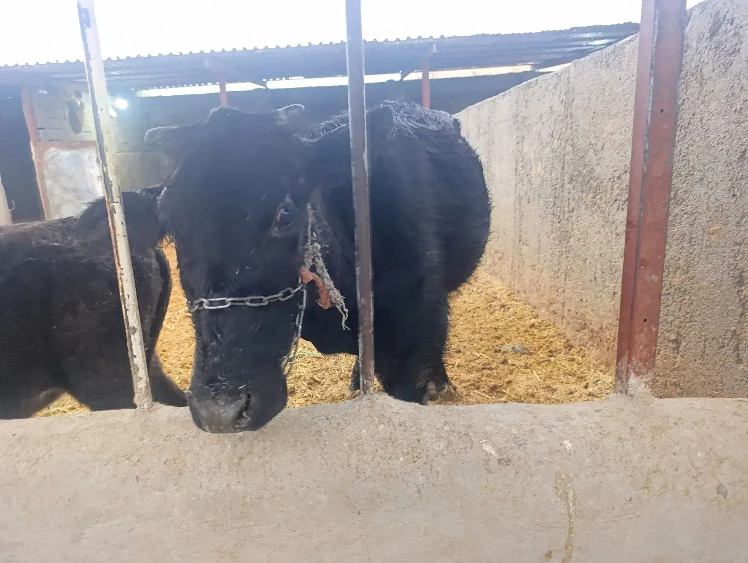 گاووگوساله|حیوانات مزرعه|ملکشاهی, |دیوار