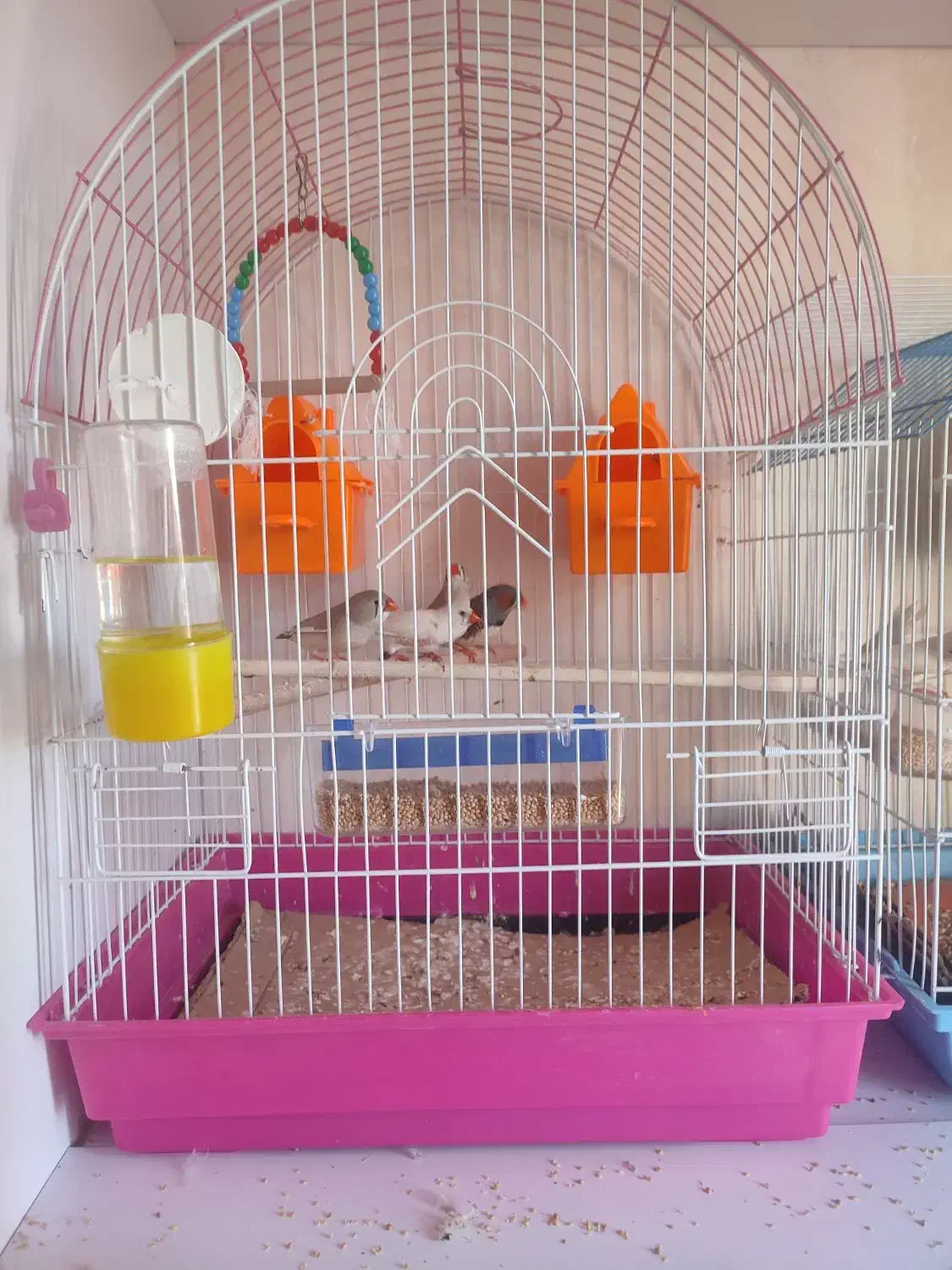 فنچ|پرنده|قزوین, |دیوار