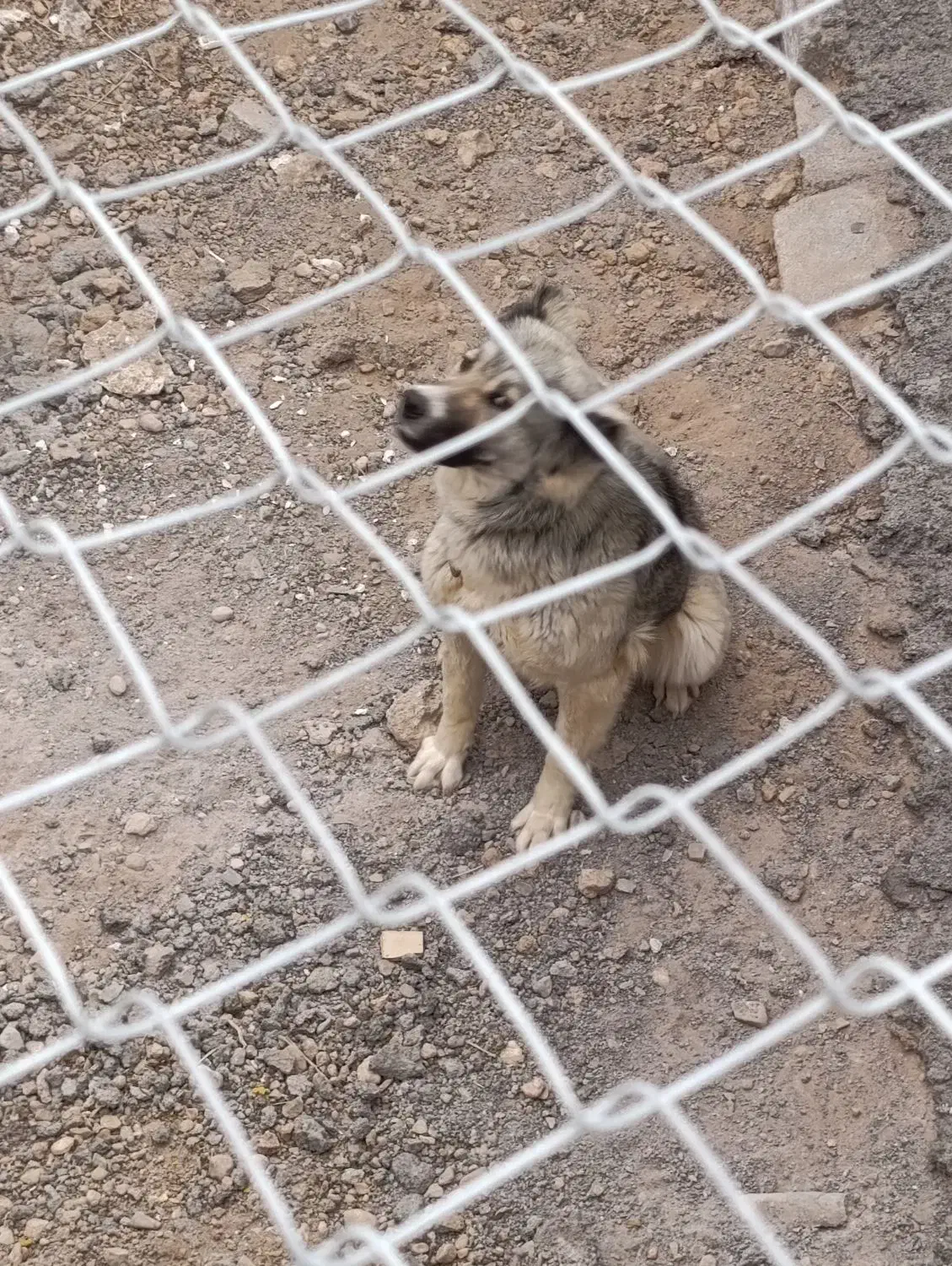 واگذاری سگ|سگ|مبارکه, |دیوار