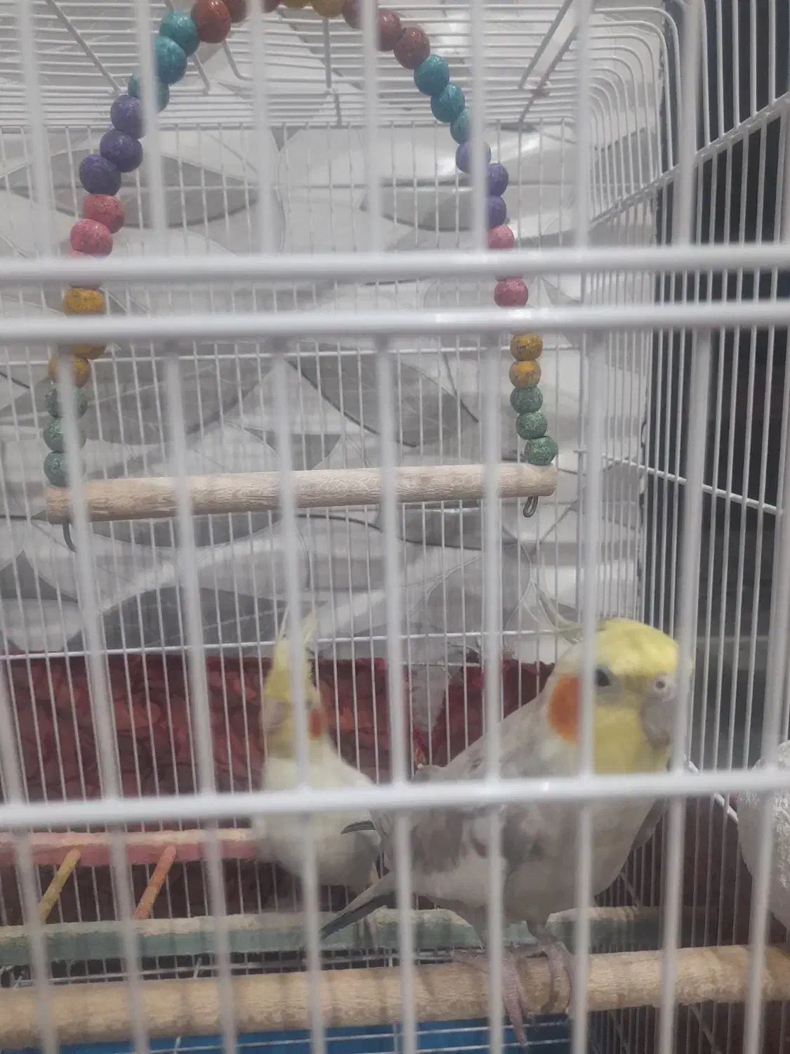 عروس هلندی|پرنده|مبارکه, |دیوار