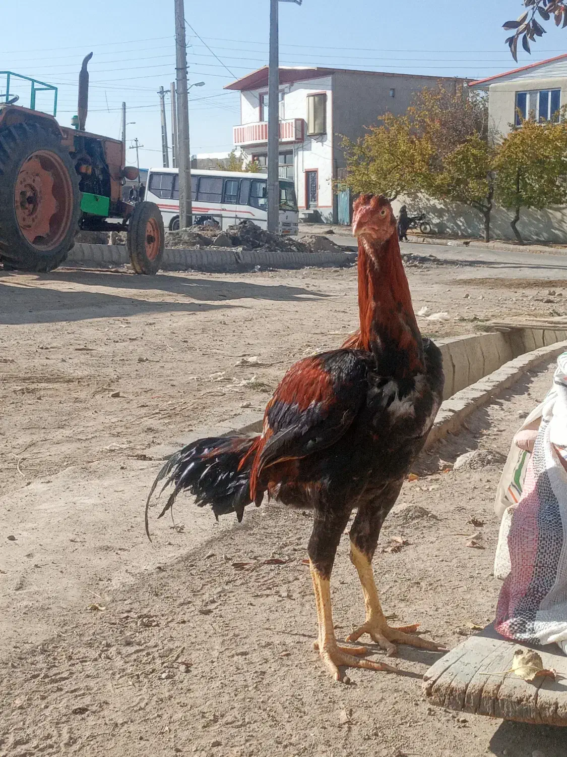 خروس لاری|حیوانات مزرعه|ورزقان, |دیوار