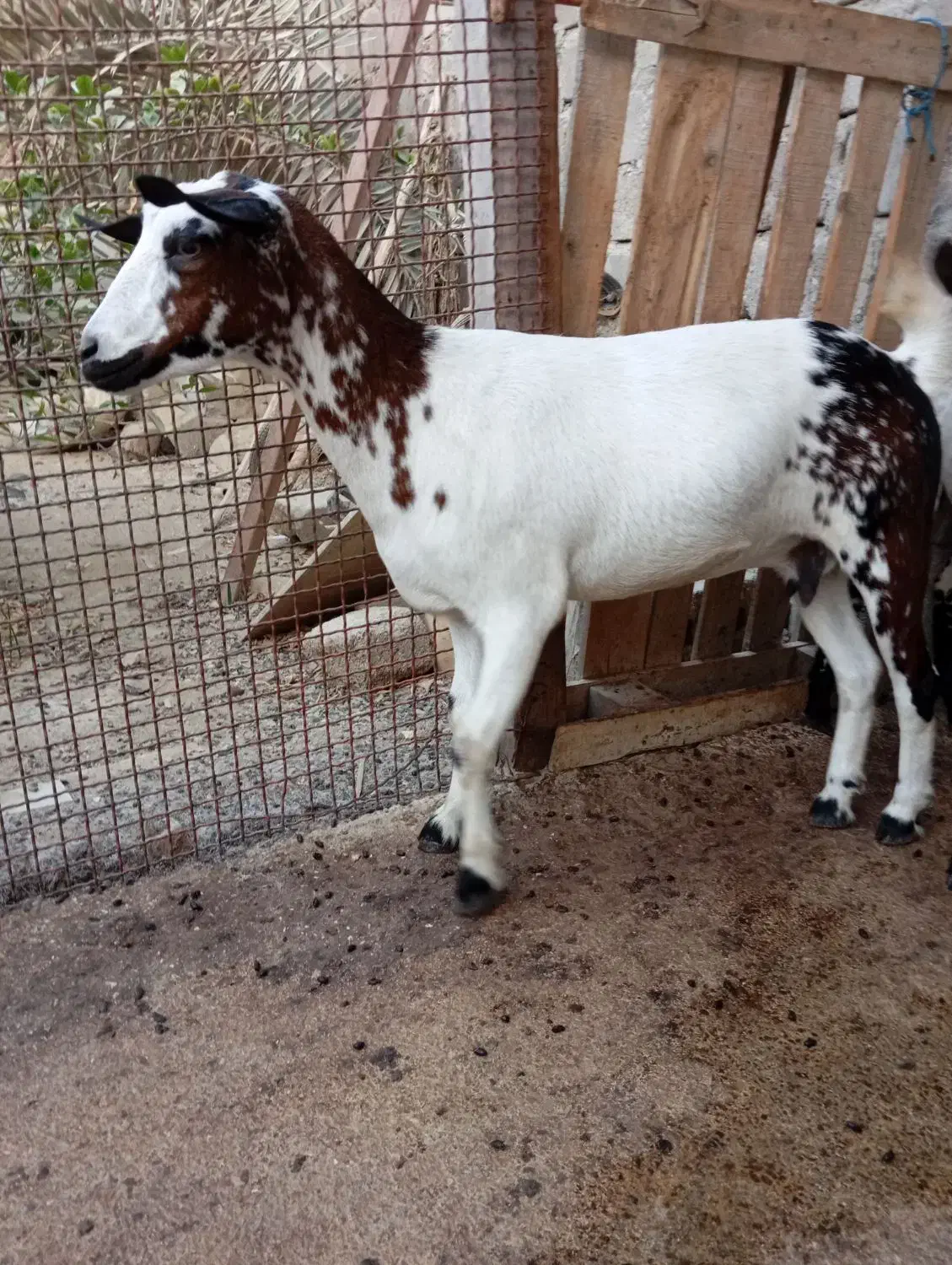 کهره|حیوانات مزرعه|درگهان, |دیوار