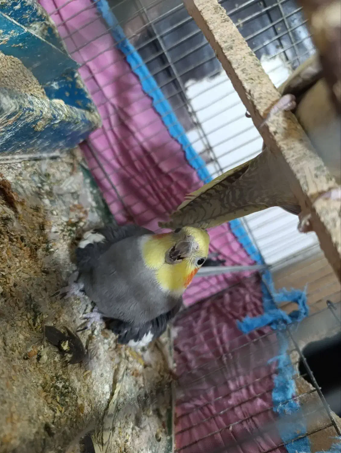 عروس هلندی|پرنده|مینودشت, |دیوار