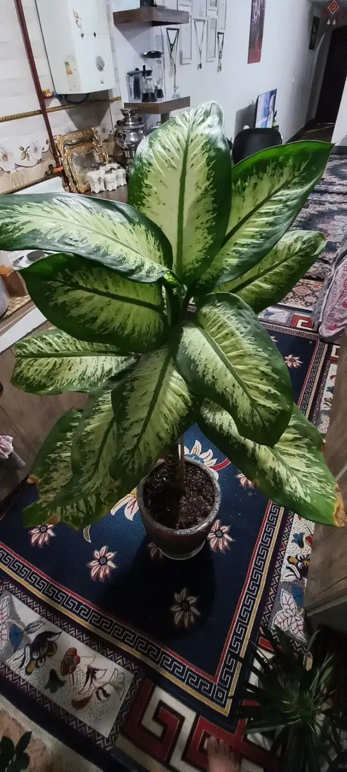 دیفن باخیا قد بلند سر حال|گل و گیاه طبیعی|مشهد, نظام دوست|دیوار