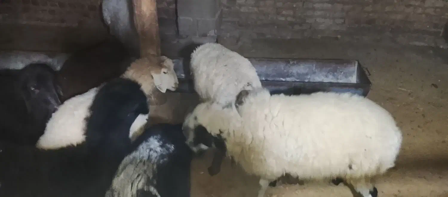 فروش بره نر ماده کم وزن سبک سنگین|حیوانات مزرعه|آشخانه, |دیوار