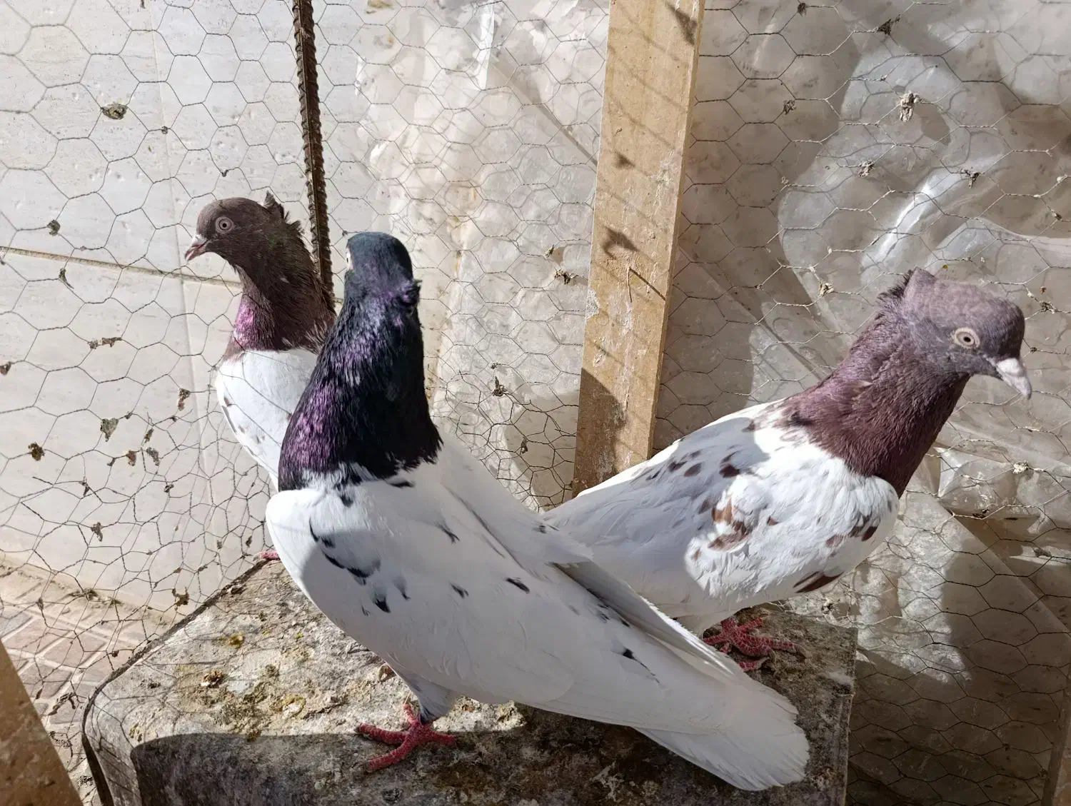 فروش کبوتر|پرنده|بجستان, |دیوار