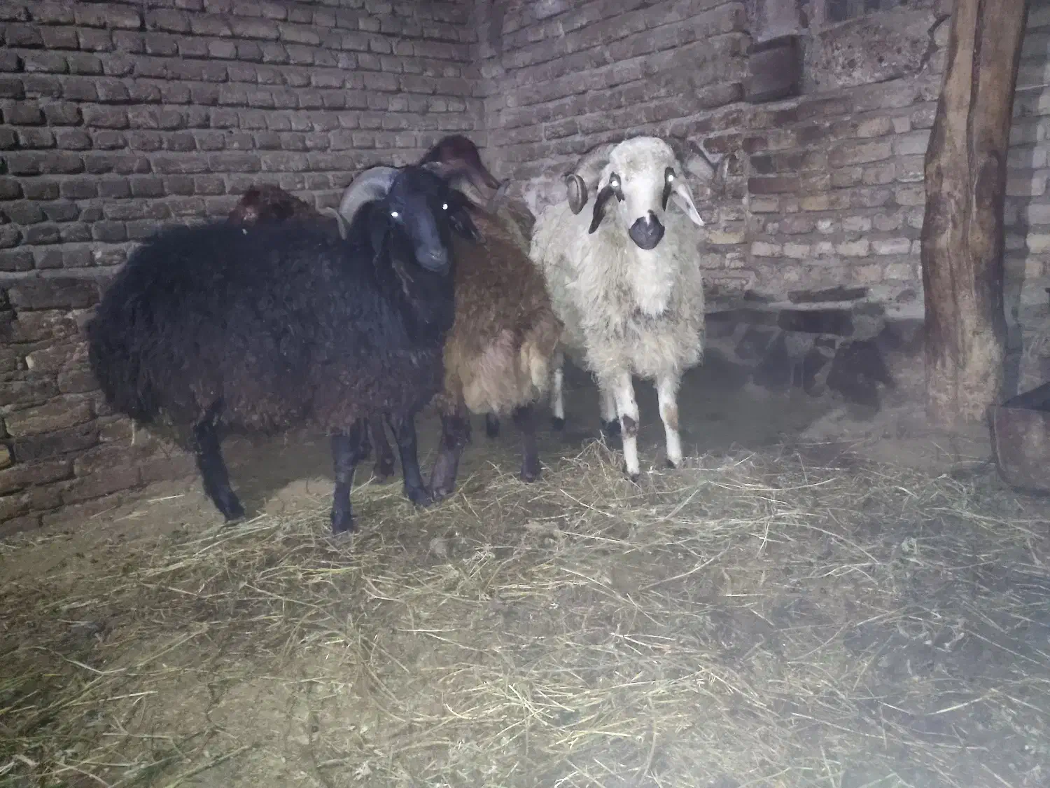 فروش چهار عدد تخلی گوشتی|حیوانات مزرعه|ایواوغلی, |دیوار