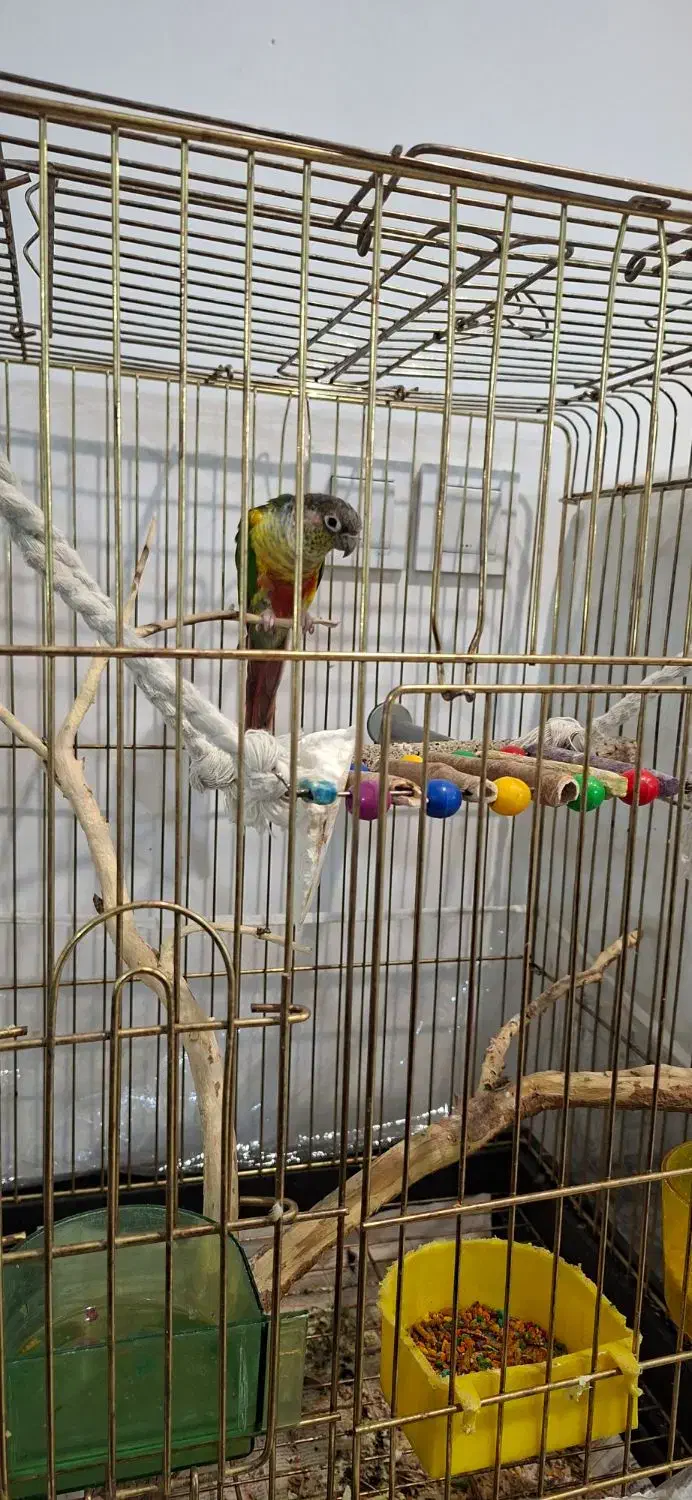 طوطی گرینچیک|پرنده|مشهد, امیریه|دیوار