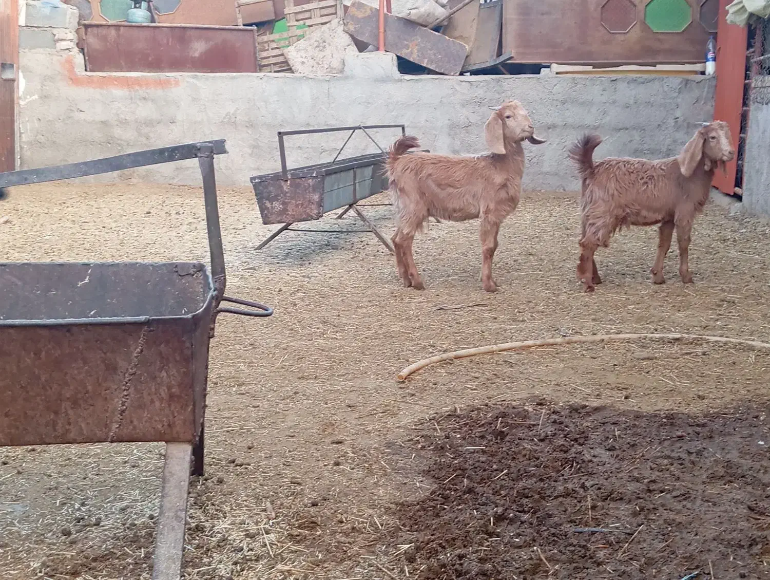 بزغاله بره|حیوانات مزرعه|پیشوا, |دیوار