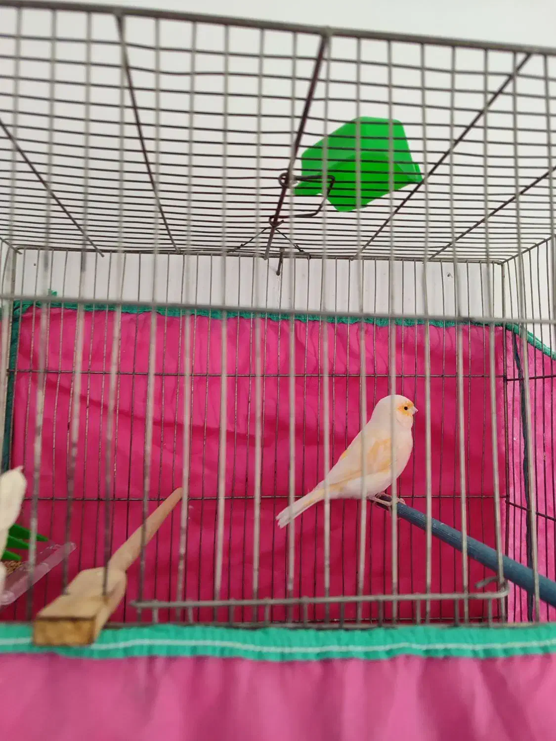 قناری مست ۶ دانگ بشرط|پرنده|کرمانشاه, |دیوار