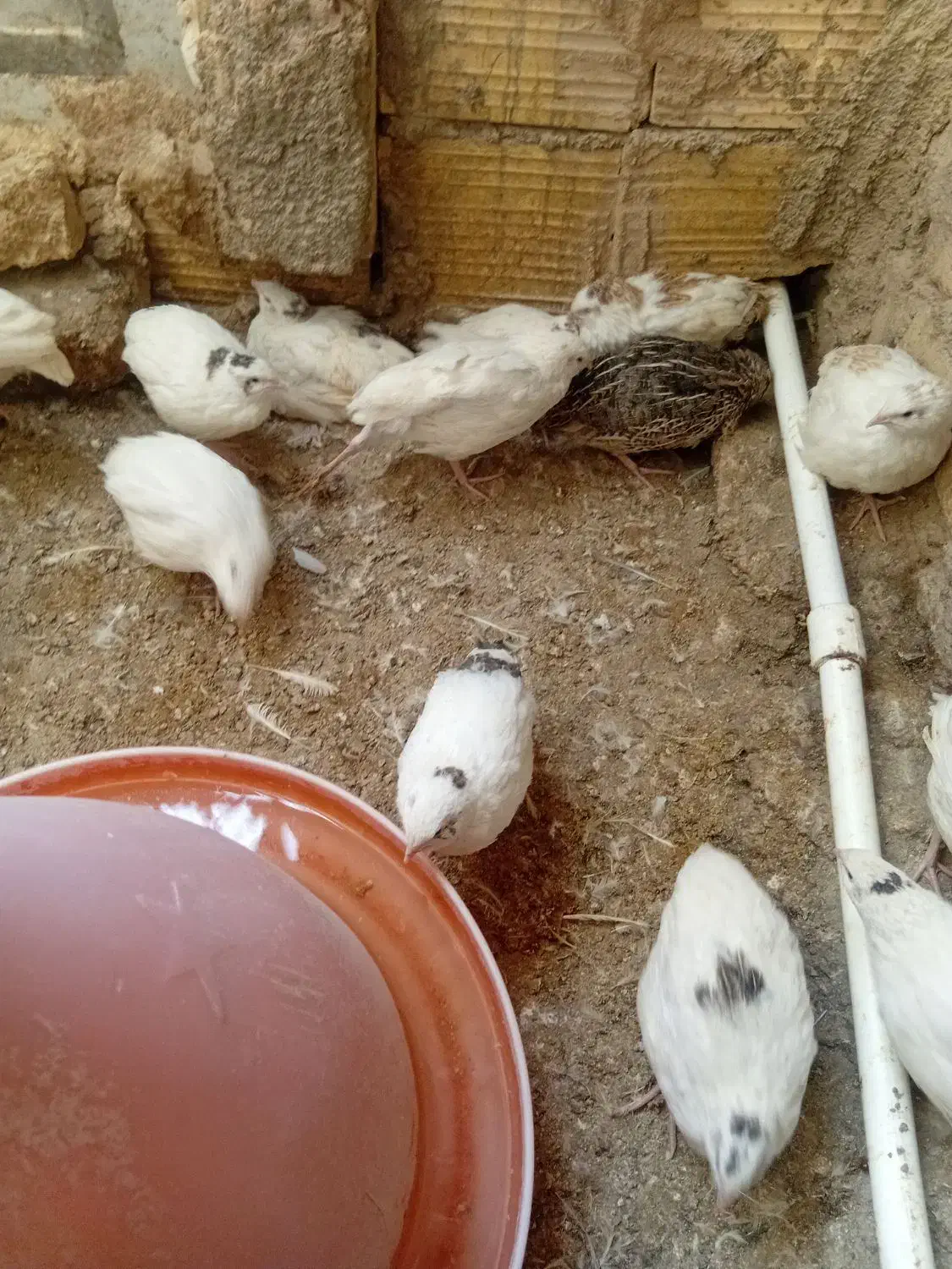 بلدرچین|حیوانات مزرعه|یزد, |دیوار