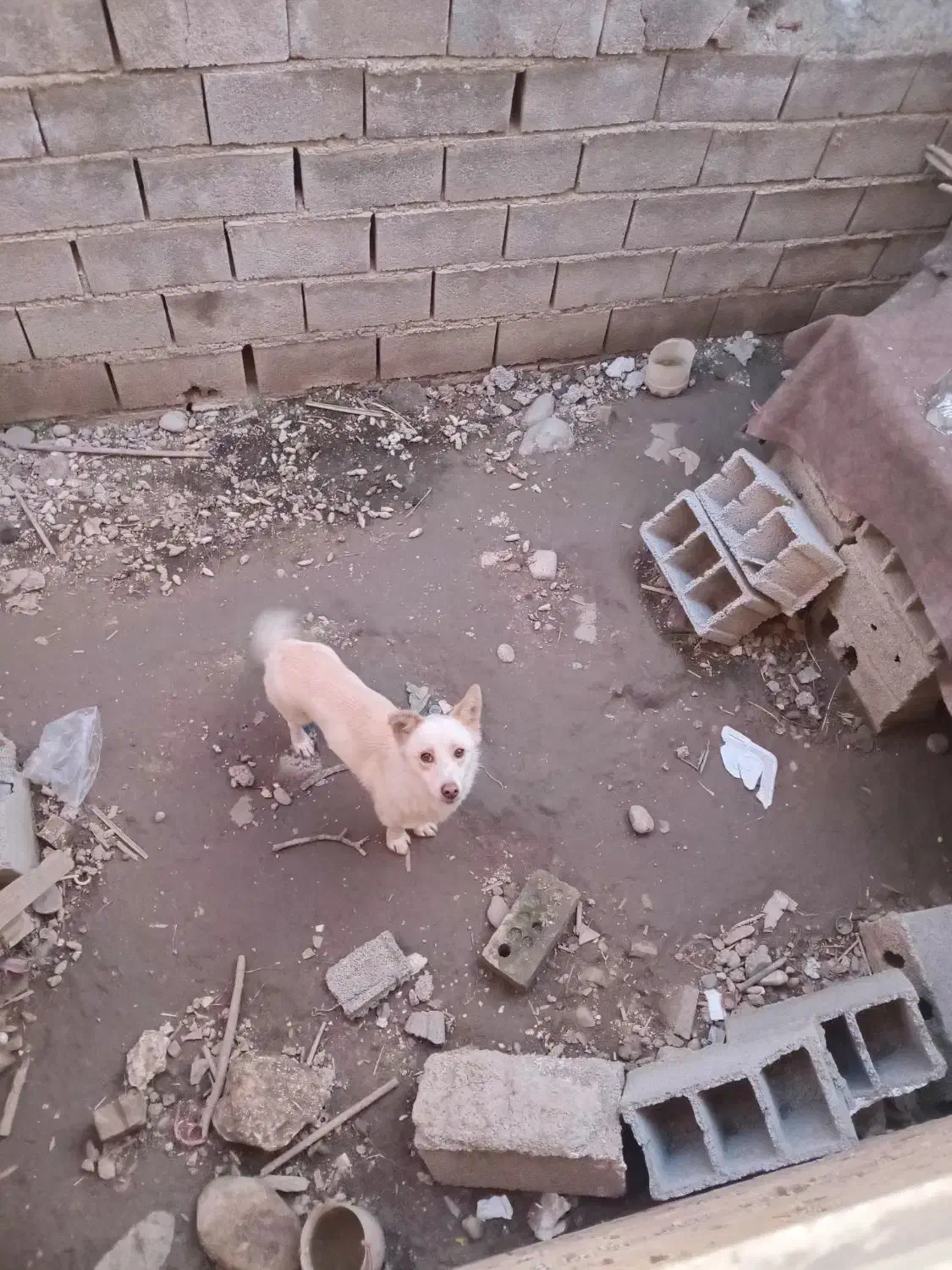 سگ پاکوتاه|سگ|گنبد کاووس, |دیوار