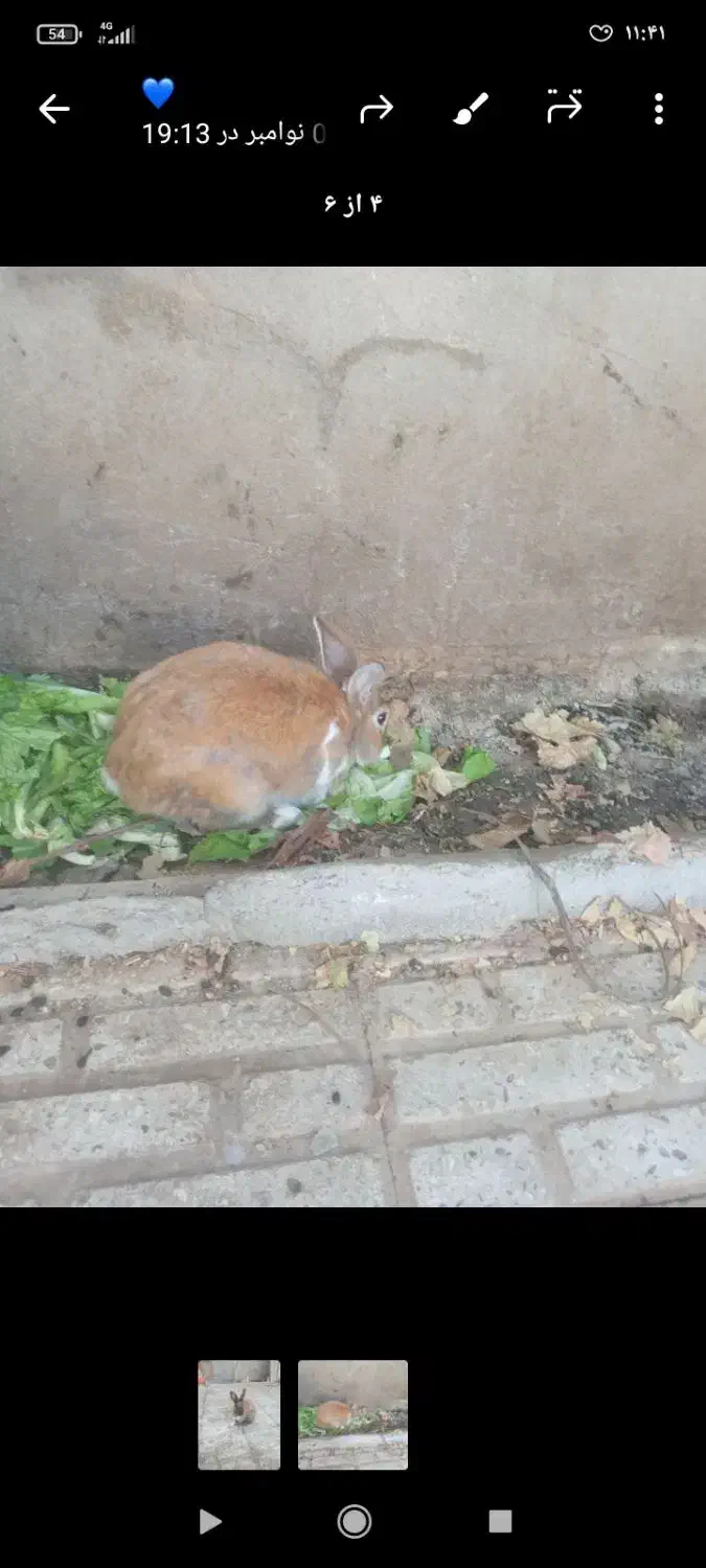 یه جفت خرگوش|موش و خرگوش|اسلامآباد غرب, |دیوار