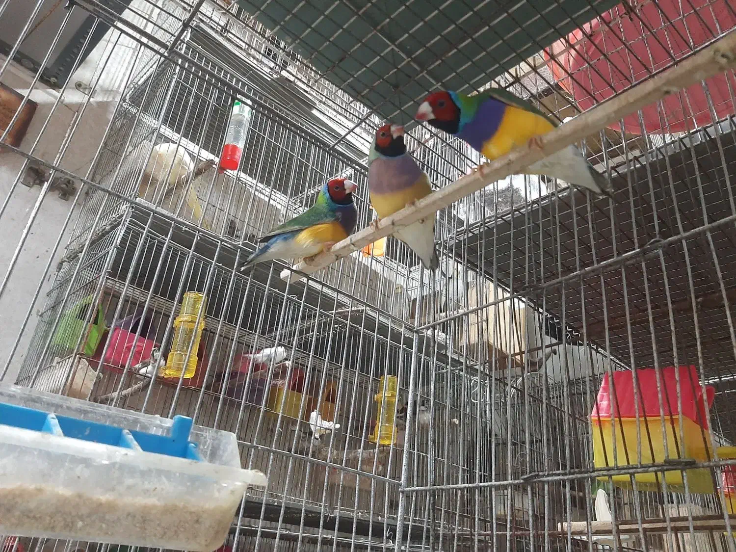 فنچ گلدین بالغ|پرنده|لاهیجان, یحی آباد|دیوار