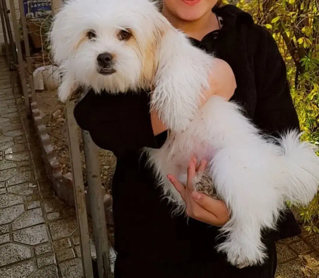 توله سگ شیتزو نژاد اصیل|سگ|هشتگرد, هشتگرد قدیم|دیوار