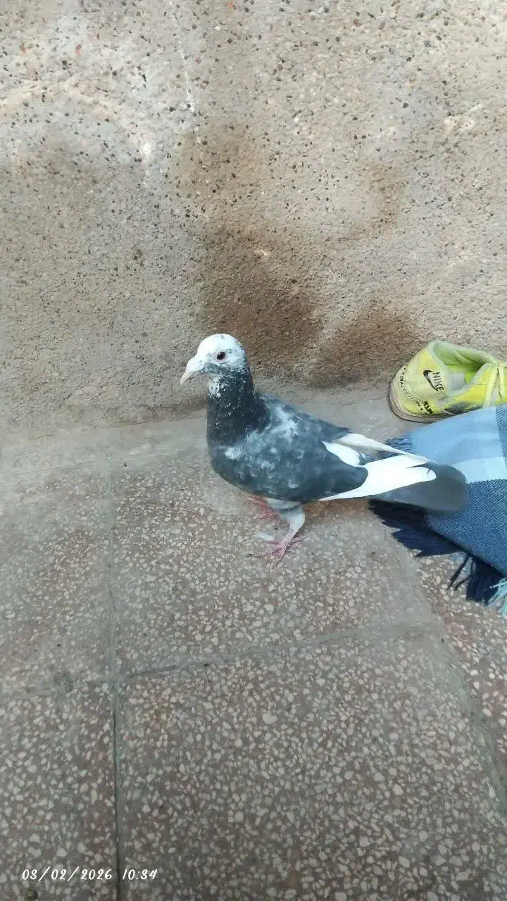 کبوتر|پرنده|مشهد, ایثار|دیوار