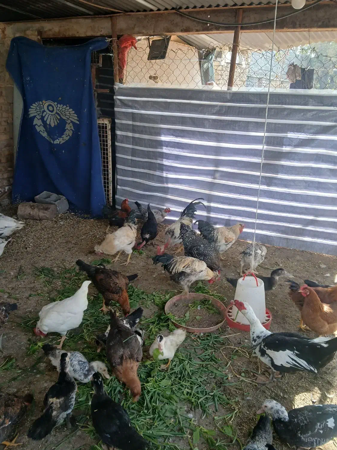 خروس محلی اصیل  مرغ لاری نژاد افغان|حیوانات مزرعه|محمدشهر, محمدشهر|دیوار