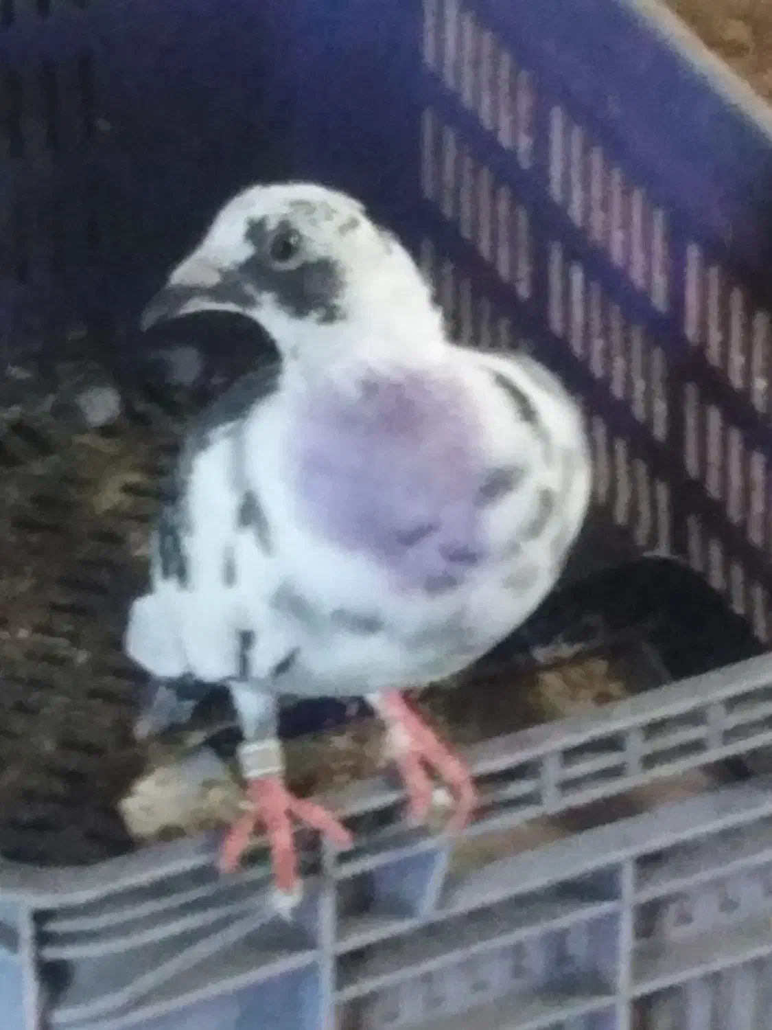 کبوتر|پرنده|کوچصفهان, |دیوار