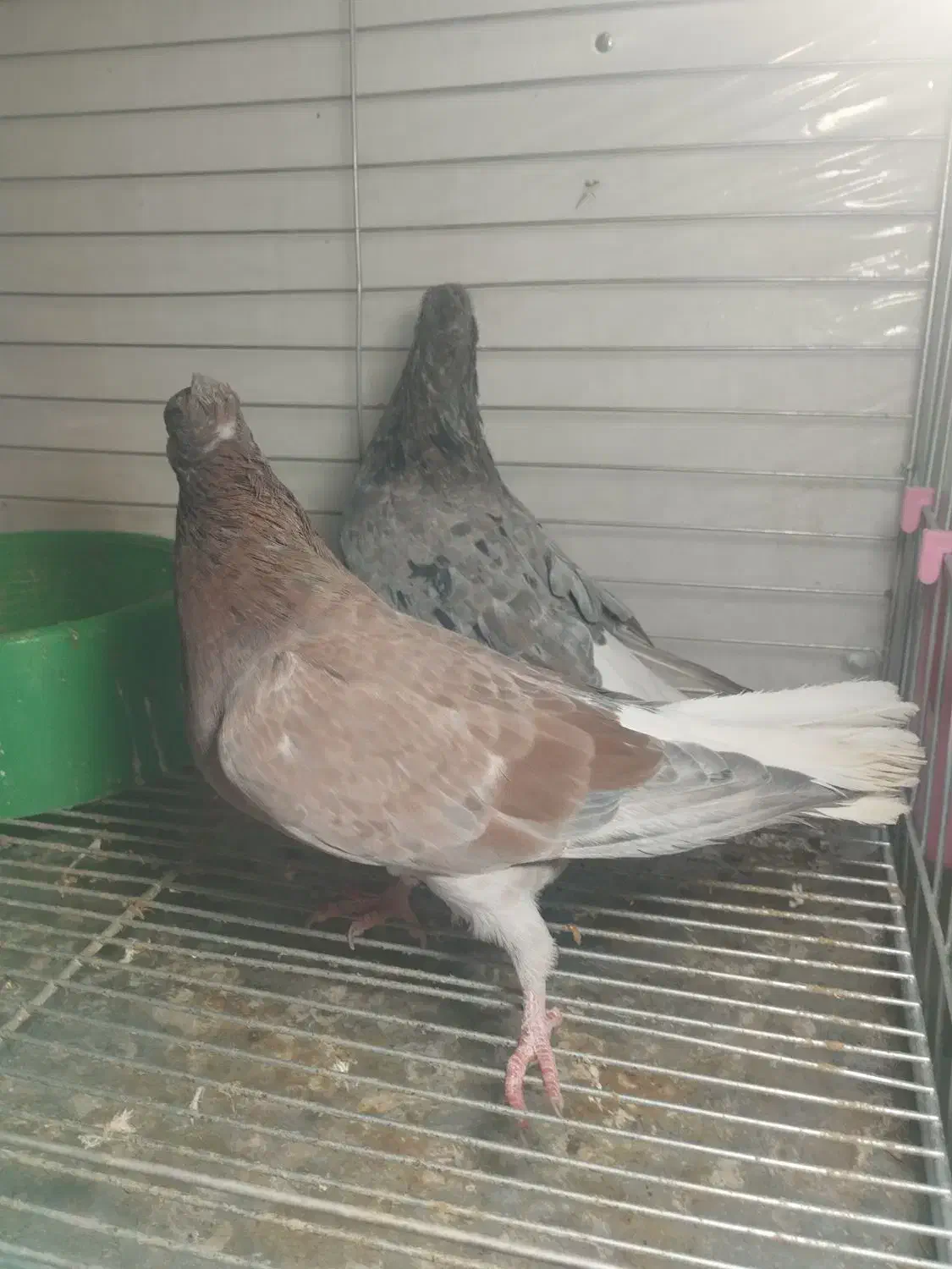 کبوتر سرور دم سفید|پرنده|یزد, |دیوار