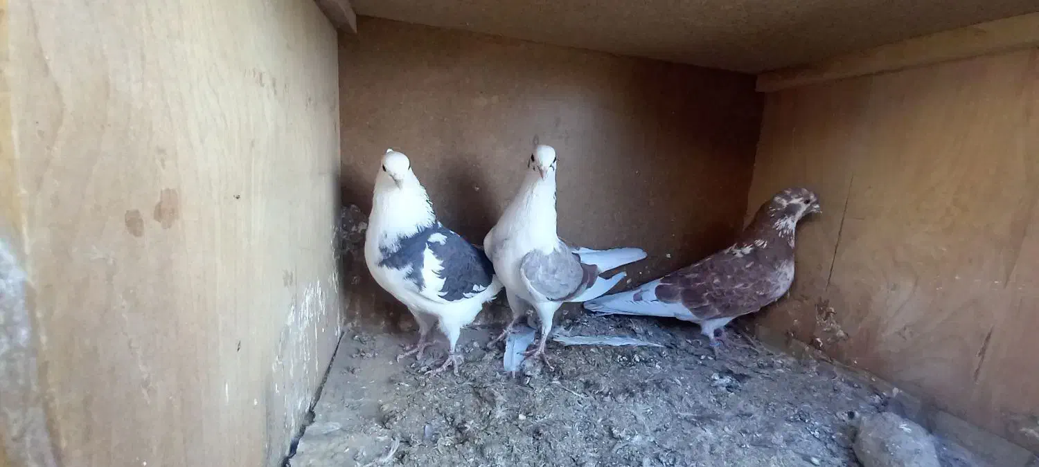 کبوتر کفتر شازده  گرگی  ابلغ|پرنده|فلاورجان, |دیوار