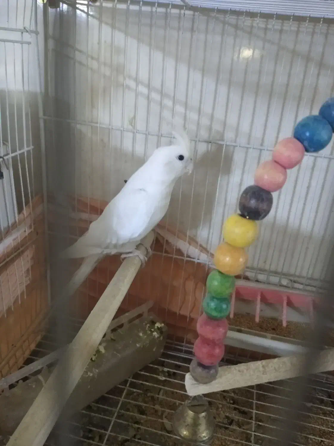 عروس هلندی سرحال نر|پرنده|نیشابور, هفده شهریور|دیوار