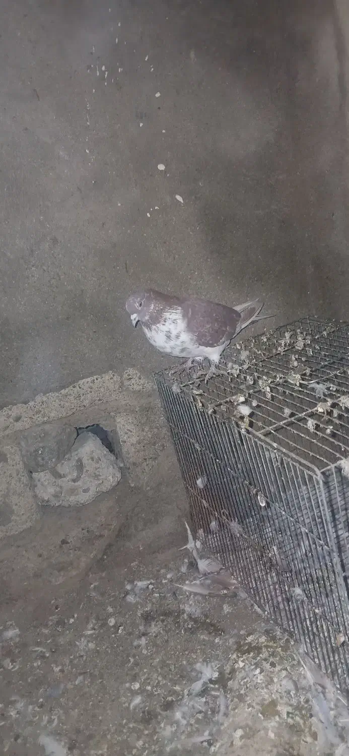 ۱۰۰۰.۰۰۰|پرنده|انزل, |دیوار