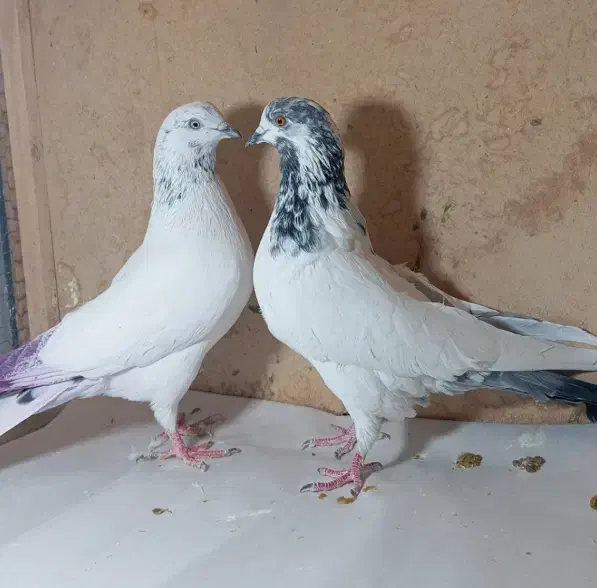 کفتر پرشی|پرنده|قم, باجک دو|دیوار