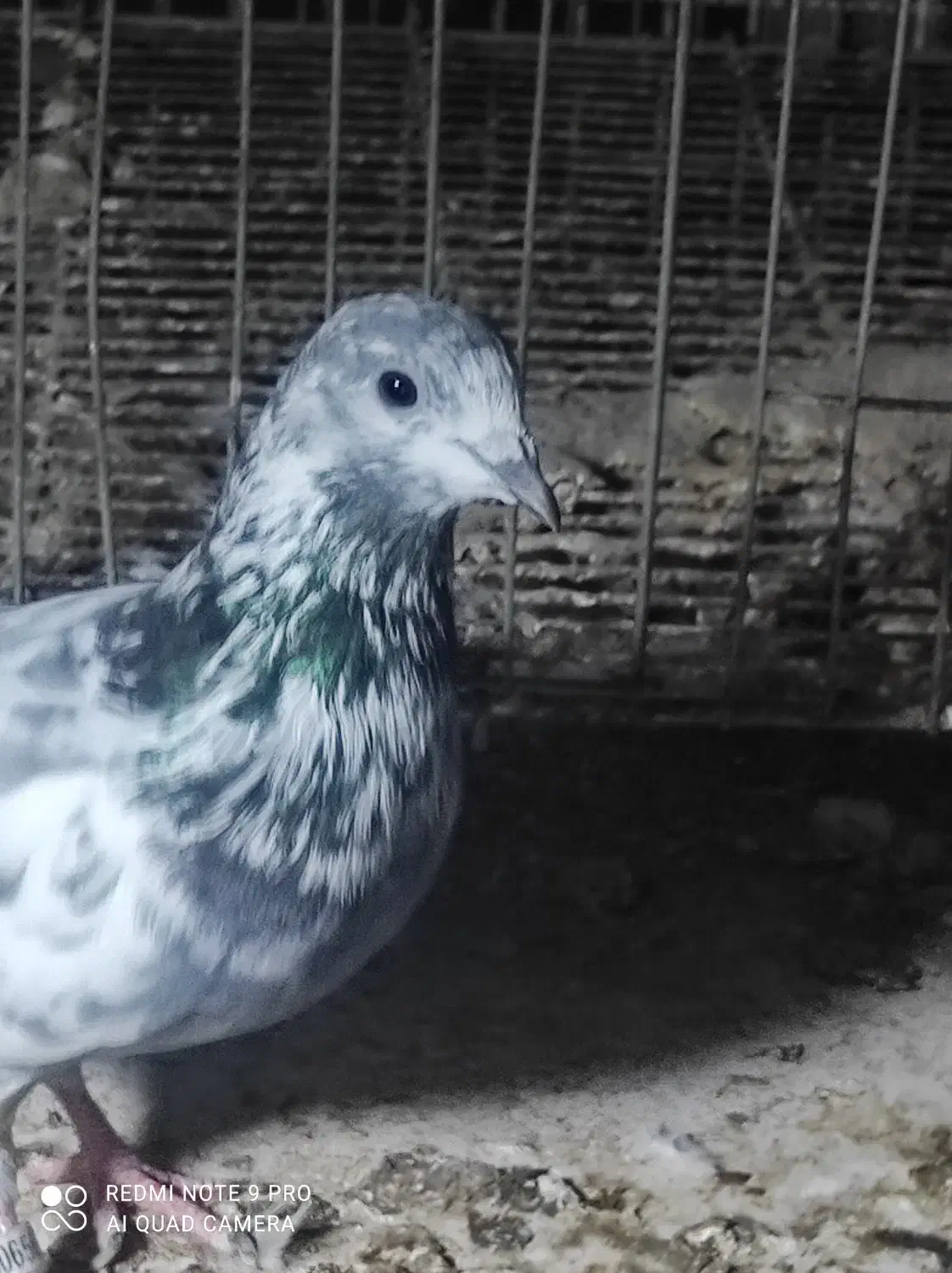 کبوتر|پرنده|فین, |دیوار