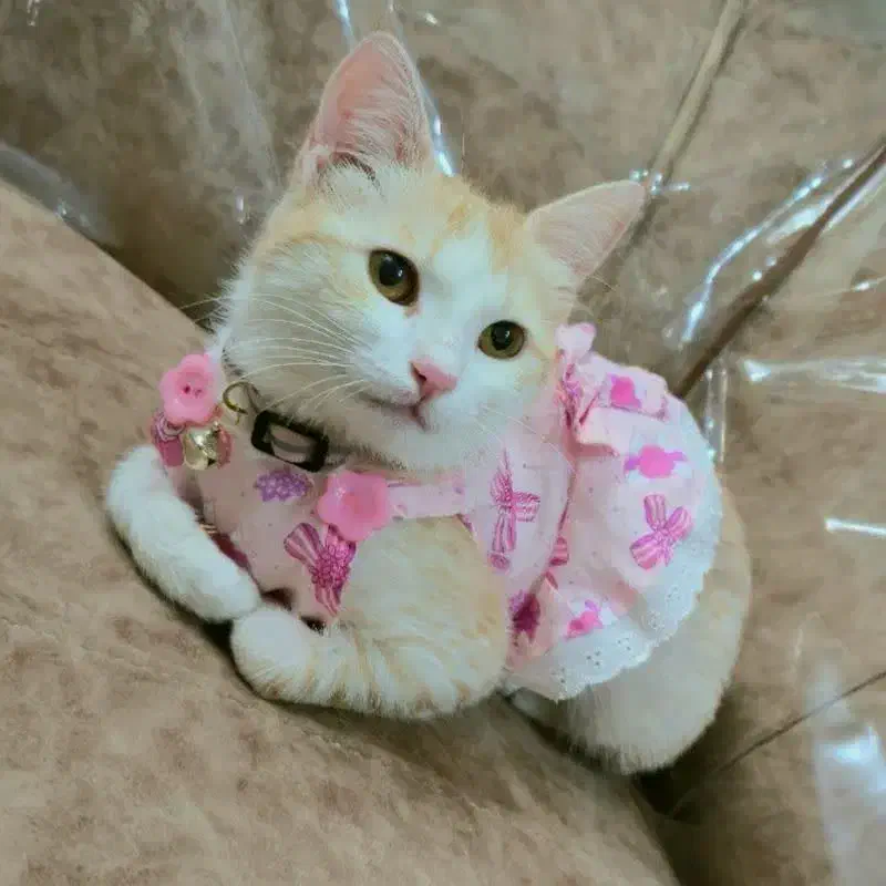 واگذاری رایگان گربه خانگی .|گربه|رفسنجان, |دیوار