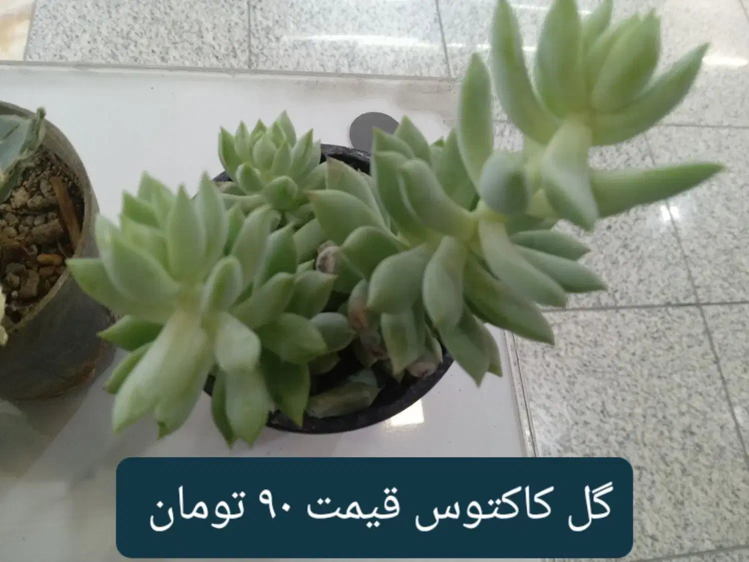 انواع گل کاکتوس گل آپارتمانی گل شکوفه|گل و گیاه طبیعی|نجفآباد, ریاضی|دیوار