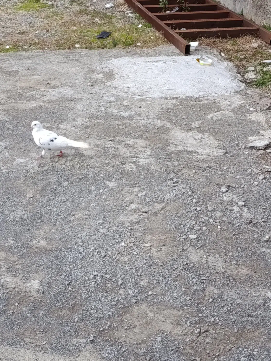 کفتر|حیوانات|نور, |دیوار