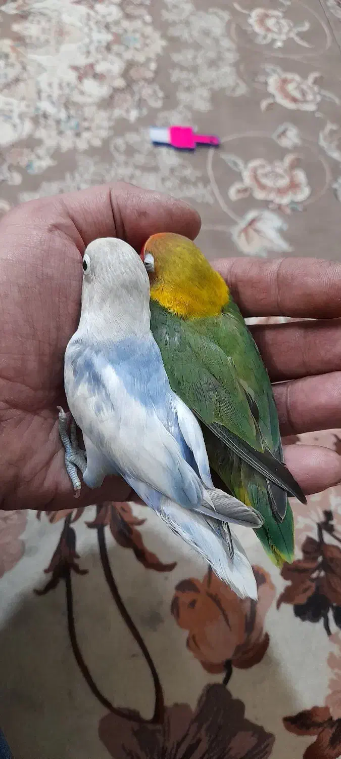 طوطی برزیلی نیمه دستی|پرنده|پاکدشت, پاکدشت (مامازند)|دیوار