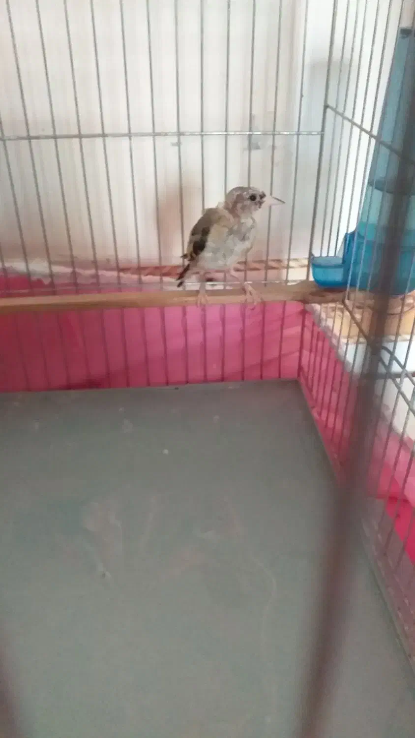 سهره کشیده (متولدقفس )|پرنده|کرمانشاه, |دیوار